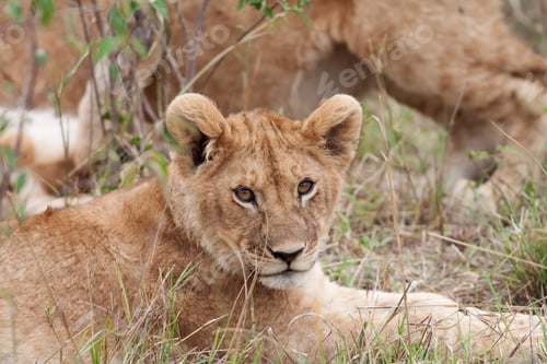 Preview: African Lion Cub In The Maasai Mara National Park, Kenya