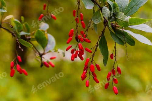 Preview: Barberry Berries On A Branch On A Natural Background In The Autumn Garden