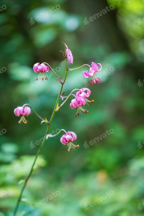 Preview: Wild Forest Lilly