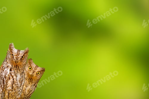 Preview: Cute Little Owl. Green Natreu Background. Isolated Birds. Bird: Eurasian Scops Owl. Otus Scops.