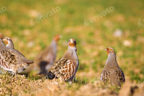 Preview: Partridges. Warm Colors Nature Background. Birds: Grey Partridge. Perdix Perdix.