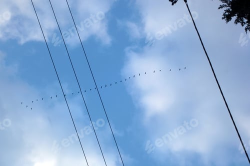 Preview: Panoramic Photography With Electrical Wires, Blue Sunny Sky With White Clouds, And Birds