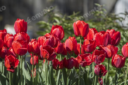 Preview: Group Of Many Red Tulips With Natural Background