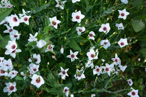 Preview: Beautiful White Flowers