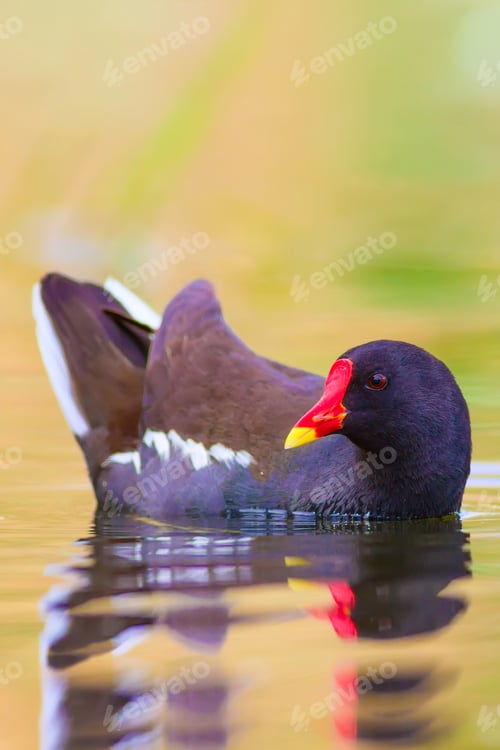 Preview: Common Moorhen. Cute Colorful Bird. Nature Background.