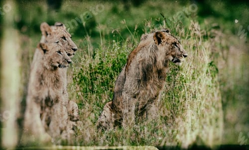 Preview: Vintage Style Image Of African Lions In The Lake Nakuru National Park, Kenya