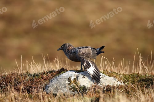 Preview: Great Skua (Stercorarius Skua) Norway. Skua In The Nature Habitat.