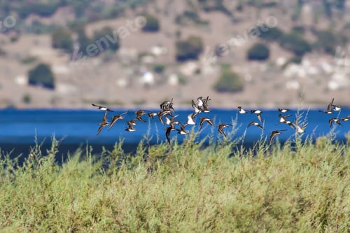 Preview: Flying Water Birds. Green Blue Brown Nature Background. Birds: Ruff. Philomachus Pugnax.