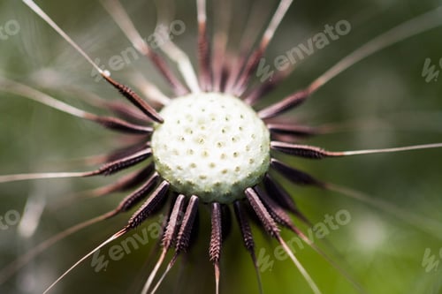 Preview: Dandelion Seeds With Natural Background