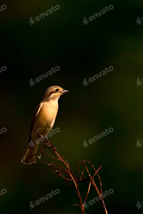 Preview: Cute Bird On Branch. Dark Green Nature Background. Bird: Red Backed Shrike. Lanius Collurio.