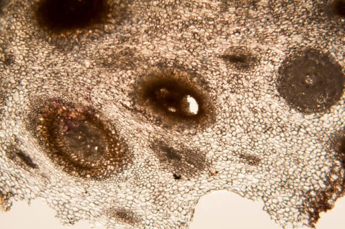 Preview: Onion Root Cells At The Microscope