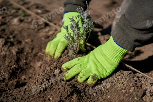 Preview: Farmer'S Hands Planting Lavender Seedlings In The Field