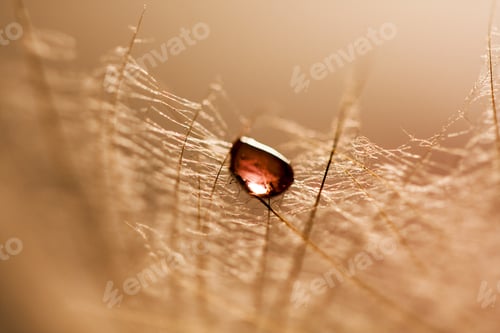 Preview: Macro, Abstract Composition With Colorful Water Drops On Dandelion Seeds