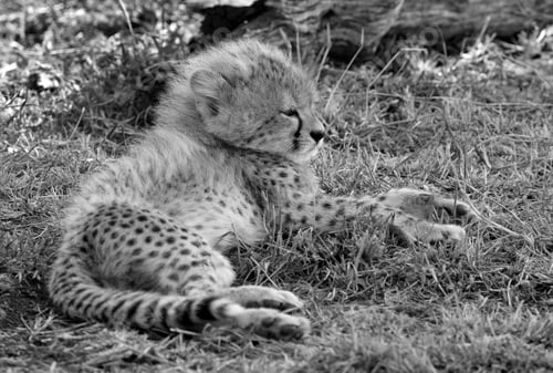 Preview: Malaika Cheetah Cub, Masai Mara