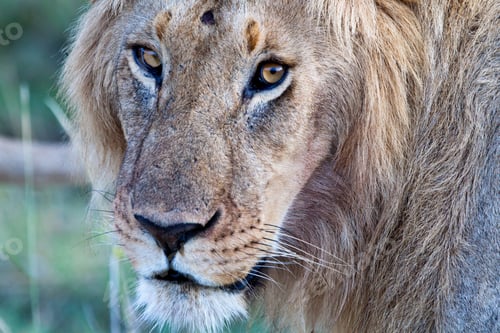 Preview: Male African Lion In The Maasai Mara National Park, Kenya