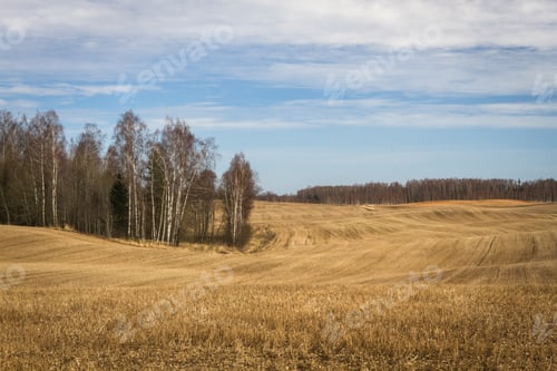 Preview: Processed Cereal Fields In Spring