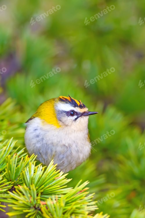Preview: Cute Bird. Common Firecrest. Forest Background.