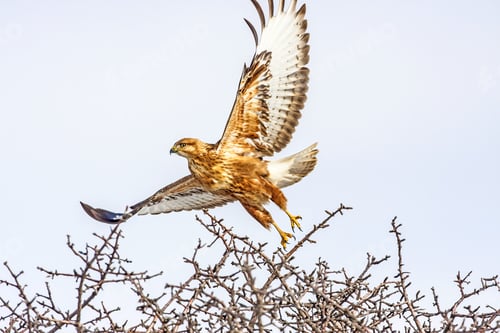 Preview: Bird Of Prey. Flying Hawk. Winter Background.