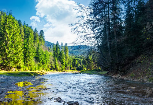 Preview: Wild Mountain River In Forest. Lovely Autumn Scenery Of Carpathian Nature