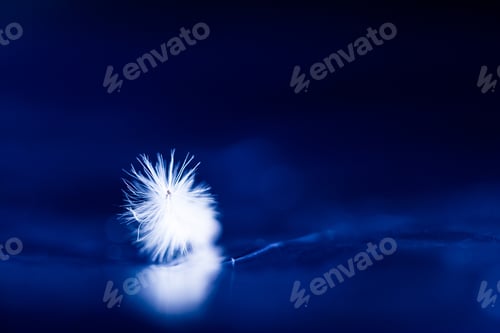 Preview: Abstract Composition With Dried Clematis Seeds And Light