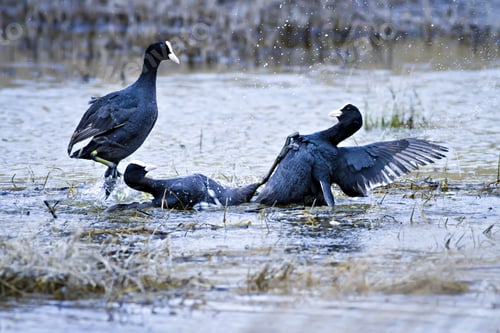 Preview: Fighting Birds. Natural Background. Eurasian Coot. Fulica Atra.