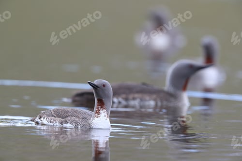 Preview: Red-Throated Loon (North America) Or Red-Throated Diver (Britain And Ireland) Iceland