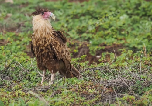 Preview: Caracara Bird Of Prey Views Around The Small Caribbean Island Of Curacao