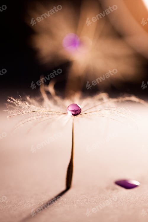 Preview: Macro, Abstract Composition With Colorful Water Drops On Dandelion Seeds And Soft Focus
