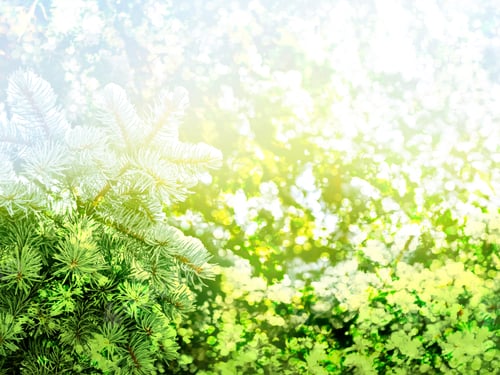 Preview: Winter Woods. Winter Landscape. Snow Covered Trees. Christmas Background