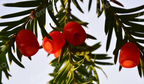Preview: Ripe Red Cones Of A Yew Tree,Taxus Baccata English Yew Or European Yew Green Branches With Many Red