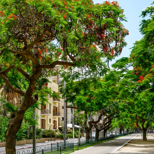 Preview: Red Flowers Trees At Boulevard Rothschild, The Most Prestige And Luxury Area In Tel Aviv.