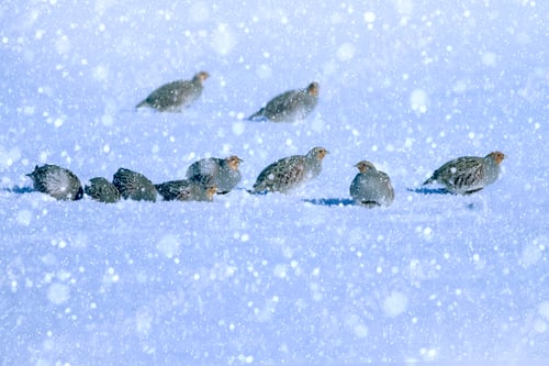 Preview: Winter Season And Birds. Falling Snow. Nature Background. Grey Partridge.
