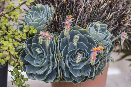 Preview: Decorative Flower Pot Near The House In Thira City, Santorini, Greece