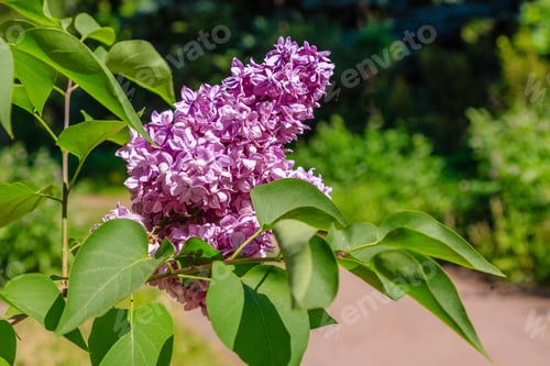 Preview: Lilac Blooms. A Beautiful Bunch Of Lilac Closeup.Flowering. Lilac Bush Bloom. Flowers In The