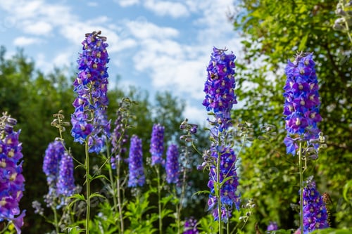 Preview: Beautiful Delphiniums Blooming In The Garden.