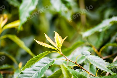 Preview: Quercus Variabilis (Oriental Cork Oak) - Tree And Details