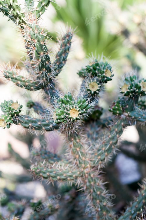 Preview: Cylindropuntia Rosea, Plant In Botanical Garden In Balchik, Bulgaria