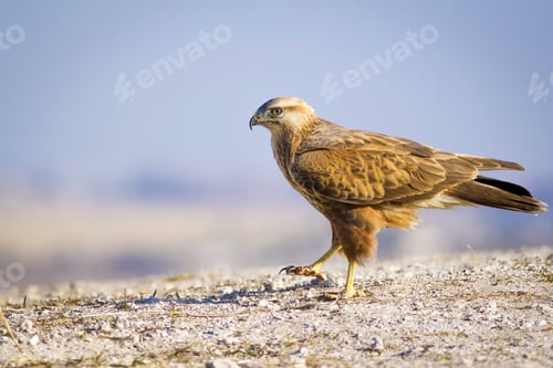Preview: Wild Bird Hawk Blue Sky Background Long-Legged Buzzard / Buteo Rufinus
