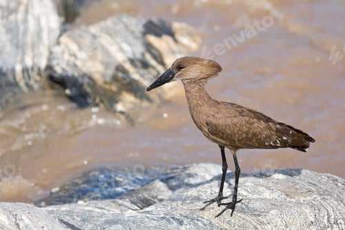 Preview: African Waterbird In The Tarangire National Park, Tanzania