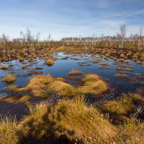 Preview: Swamp Lake With Reflections