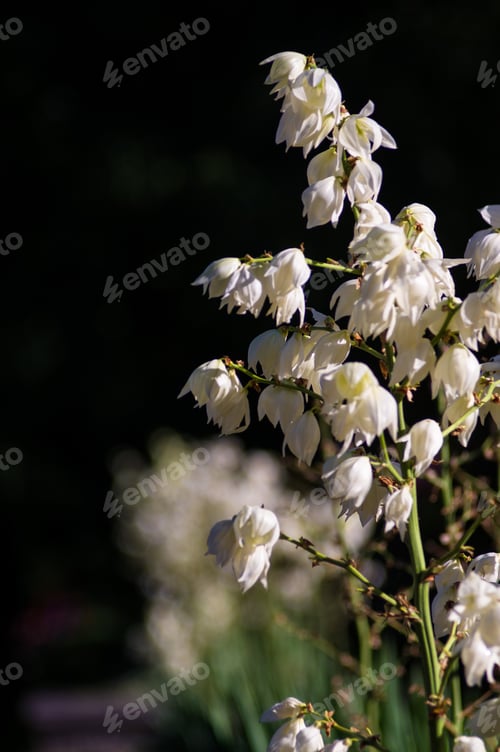 Preview: White Yucca Filamentosa Bush Flowers In Park, Close Up.