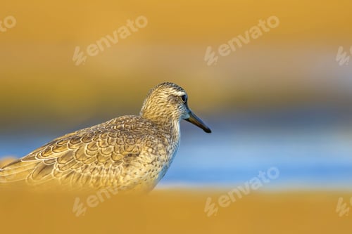 Preview: Waterfowl. Yellow Blue Wetland Nature Background. Bird: Red Knot.