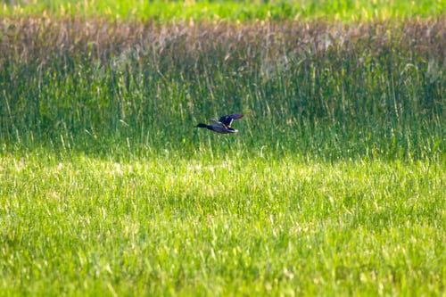Preview: Flying Duck. Green Nature Background. Mallard / Anas Platyrhynchos