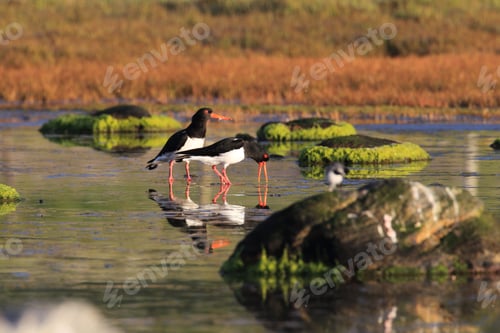 Preview: Eurasian Oystercatcher Norway