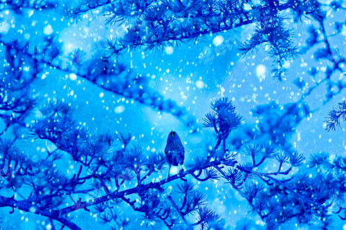 Preview: Winter Season And Birds. Falling Snow. Blue Nature Background. Bird: Gold Crest.