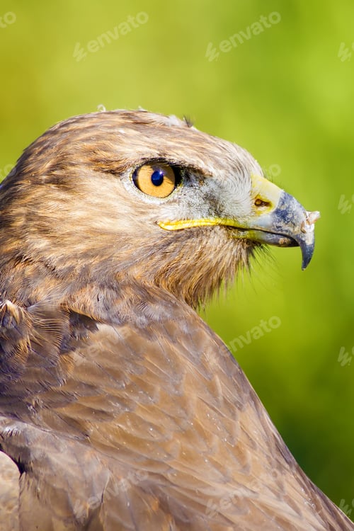 Preview: Bird Of Prey. Green Nature Background Long Legged Buzzard / Buteo Rufinus