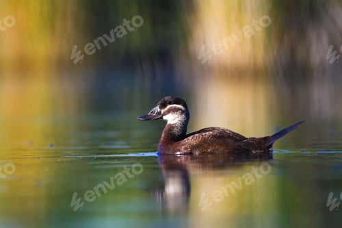 Preview: Duck Swimming In Lake. White Headed Duck White Headed Duck Oxyura Leucocephala