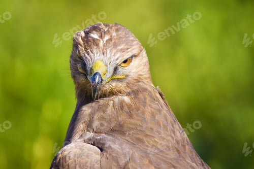 Preview: Bird Of Prey. Green Nature Background Long Legged Buzzard / Buteo Rufinus