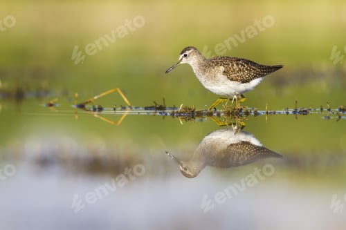 Preview: Sandpiper. Green Nature Background. Bird: Wood Sandpiper. Tringa Glareola.