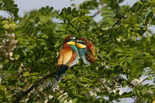 Preview: European Bee-Eater (Merops Apiaster) Germany (East)